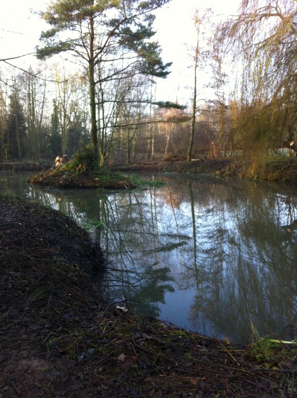 Pocket Park Pond